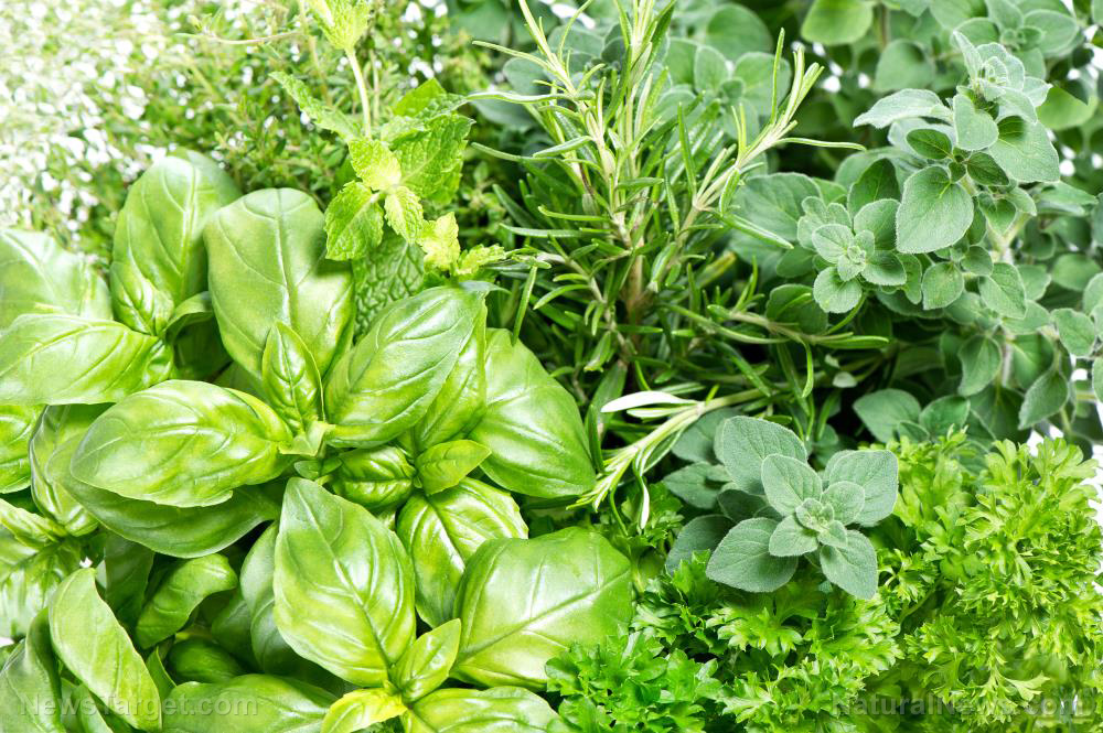 Healing superfoods: 6 Natural antiviral herbs to grow in your home garden