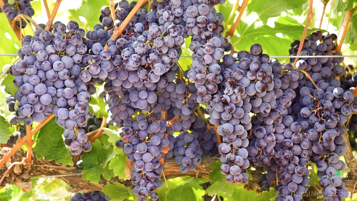 Natural compounds in grapes found to decrease inflammation in the brain, ease depression symptoms