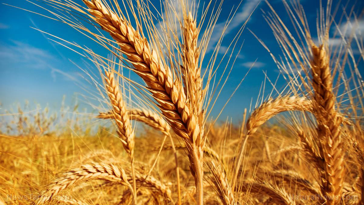 Dwindling wheat supply may kick off global famine, expert warns