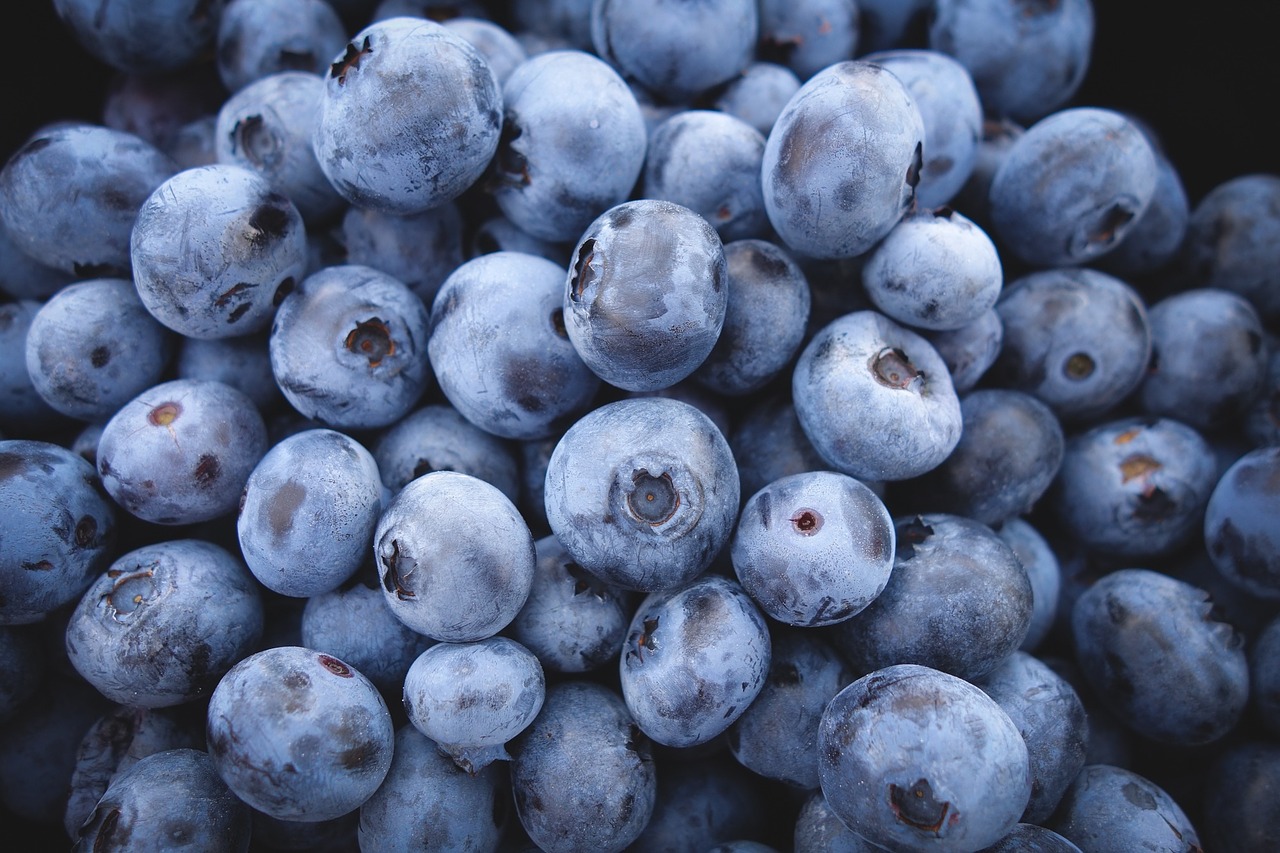 Incredible study reveals polyphenols in blueberries INCREASE physical activity and REDUCE body weight gain in animal subjects