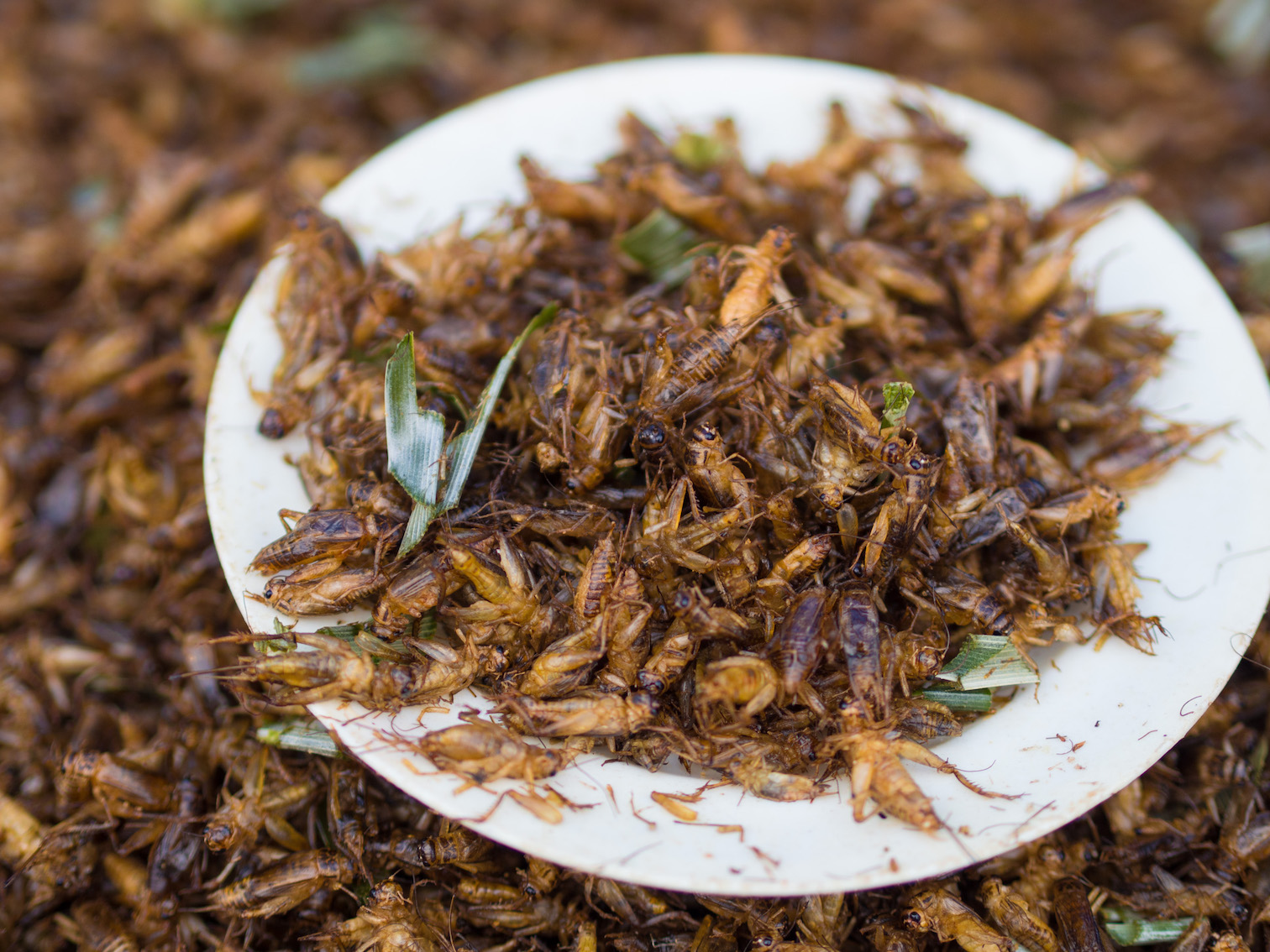 Crickets are now being farmed in Kenya as a food source for humans