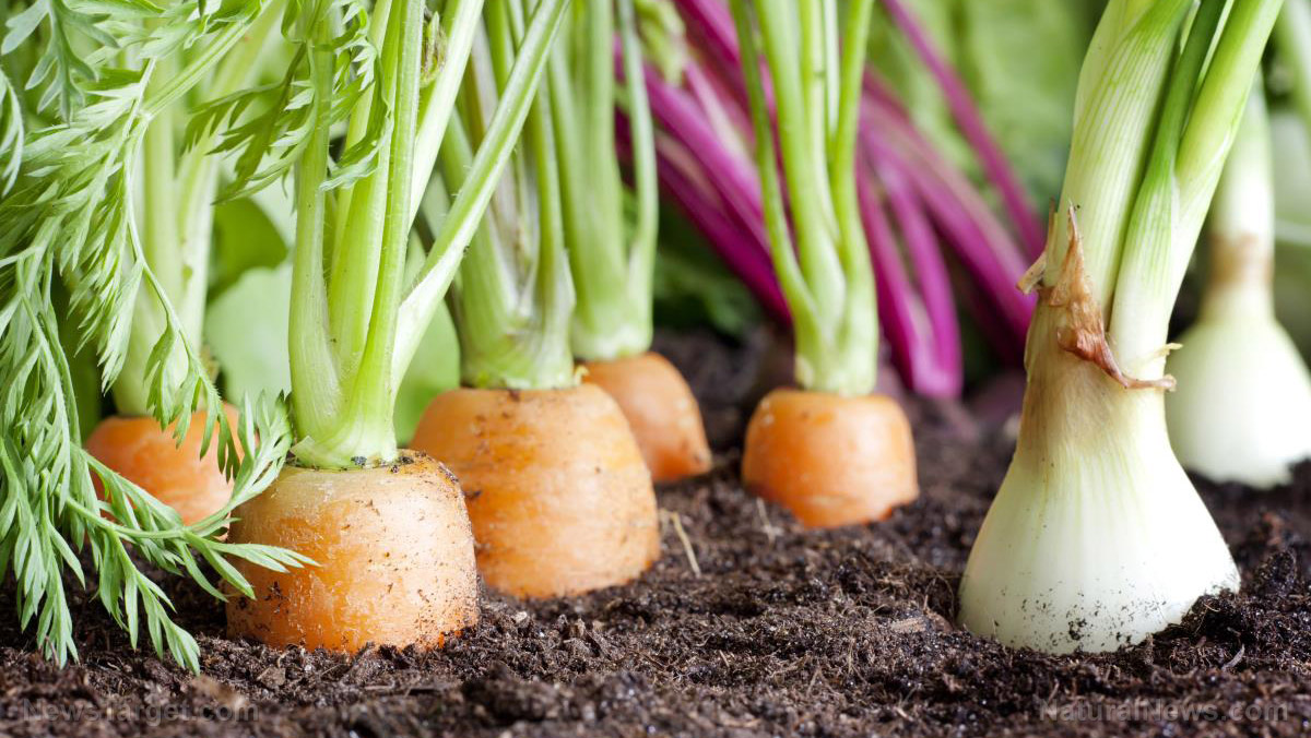 USDA stirs surveillance suspicions as it sets up national vegetable garden database