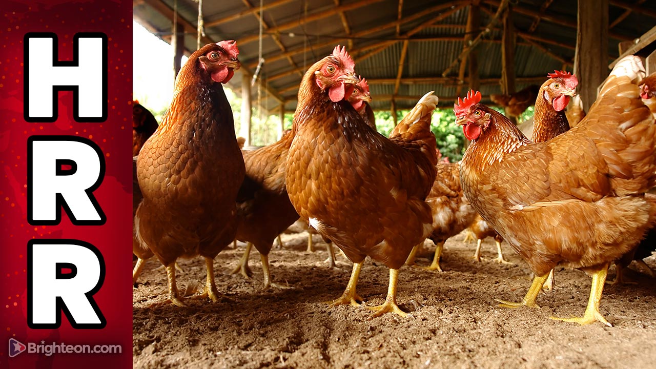 Mass chicken culling based on “avian influenza outbreaks” just another malicious attack on the FOOD SUPPLY