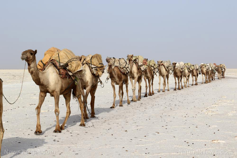 Camel urine found to block cancer-causing effects of dioxin exposure