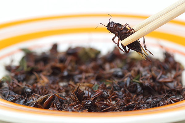 Poland’s ‘anti-bug law’: The battle against the globalist agenda to replace meat with bugs