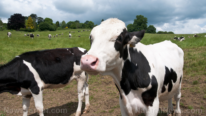 Explosion at Texas dairy farm kills over 18,000 cows