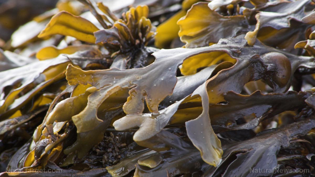 STUDY: Carotenoid in brown seaweed has potent anticancer properties