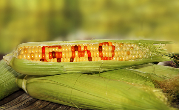 Doctors warn about the “hidden harms” of bioengineered (GMO) “food”