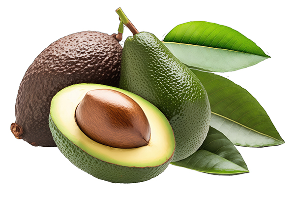 11 Amazing health benefits of avocado leaves