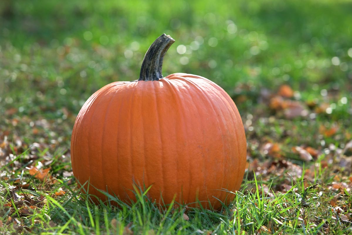 Pumpkins can help alleviate vitamin A deficiency and prevent severe disease outcomes for measles