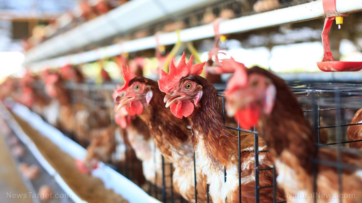 USDA using unreliable PCR testing to “depopulate” poultry farms, crippling the U.S. food supply