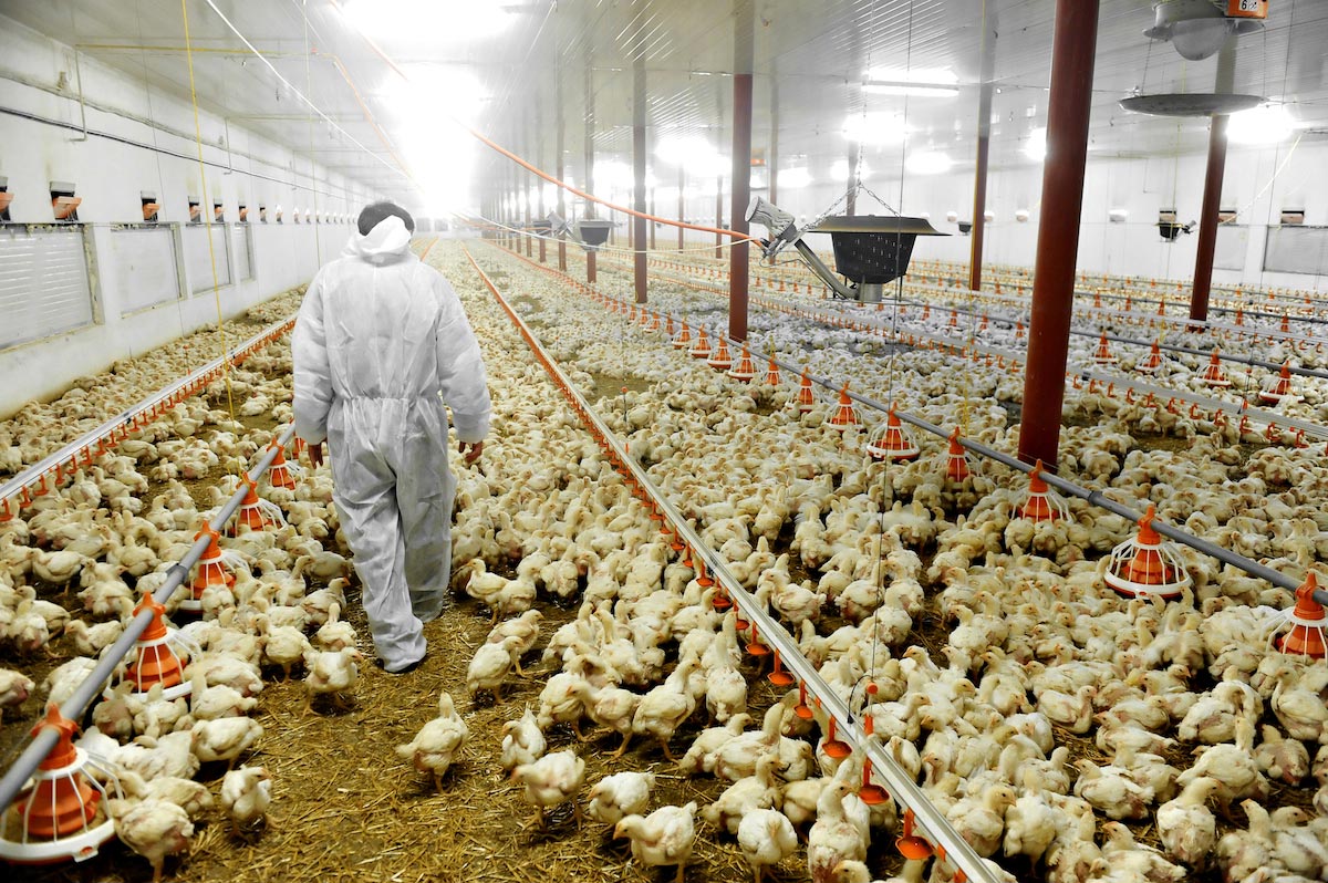Largest producer of fresh eggs in the U.S. halts production because of claimed avian flu outbreaks in Texas and Michigan
