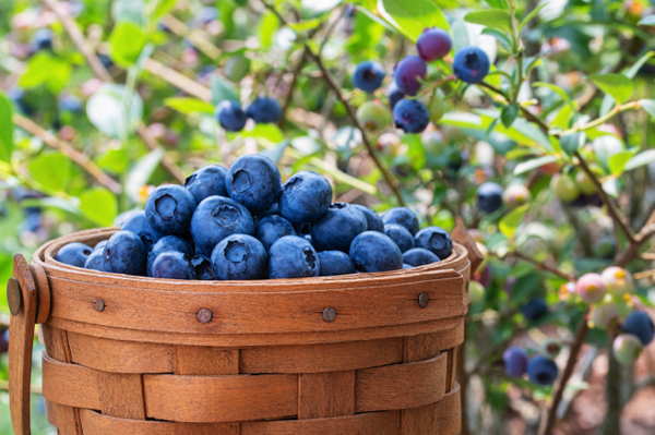 Daily blueberries linked to sharper mind, stronger heart and cellular defense, new research reveals