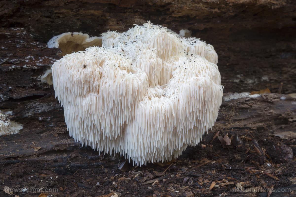 Lion’s mane mushroom: The superfood that supports overall health