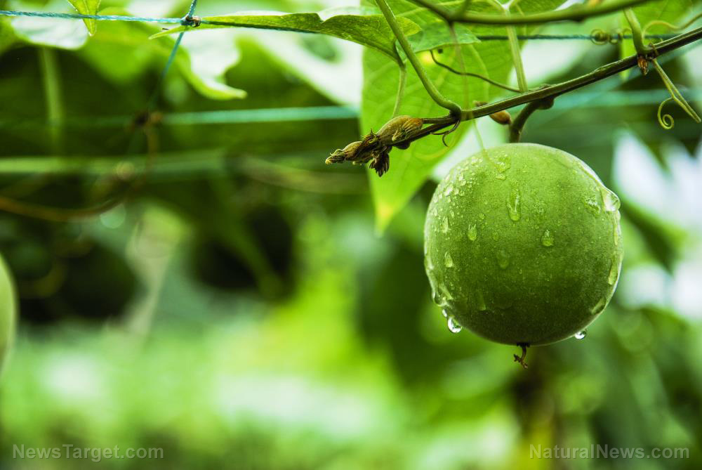 Health benefits of monk fruit: A humble fruit’s potent promise for health