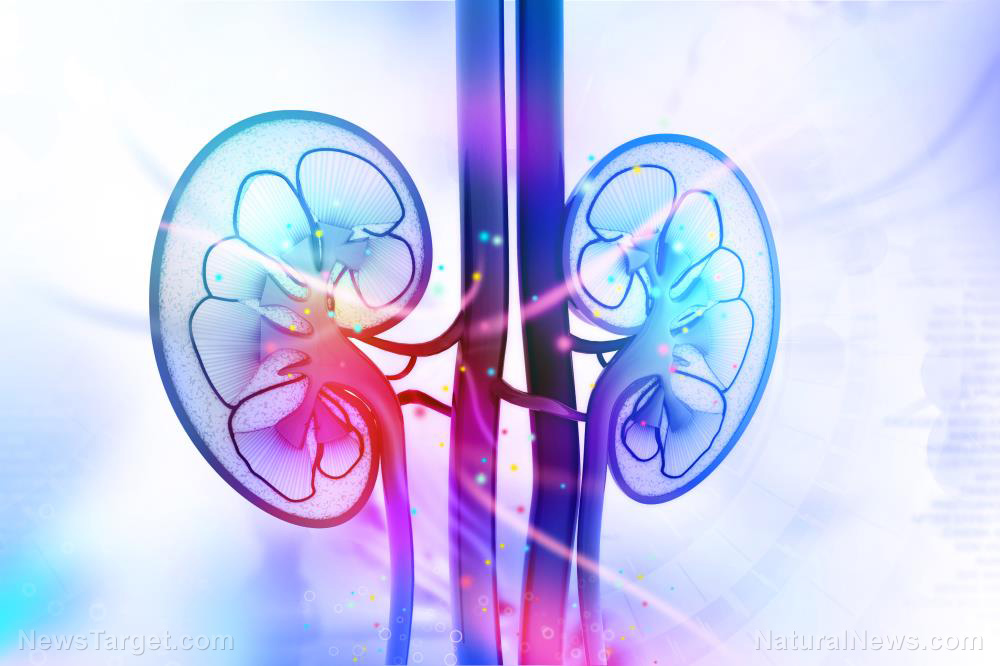 Your kidneys need these drinks: What science says about hydration and organ health