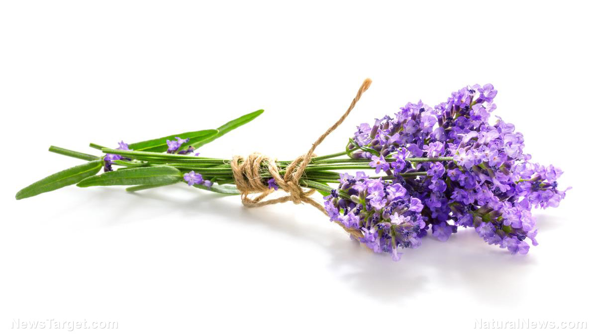 Lavender: The Mediterranean marvel for mind, body and soul
