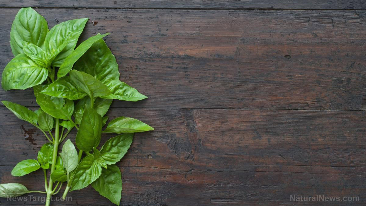 Basil: A culinary and medicinal powerhouse