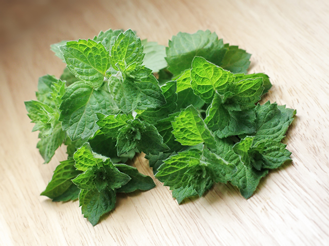 Harnessing the healing power of spearmint essential oil